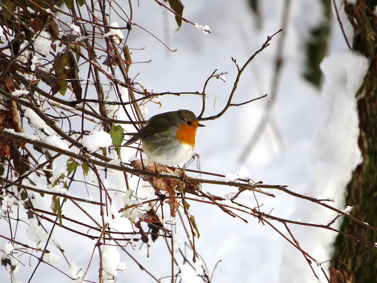 Rotkehlchen in der winterlichen Eringer Au. (Foto: Dorena Buchmeier) Rotkehlchen in der winterlichen Eringer Au. (Foto: Dorena Buchmeier)