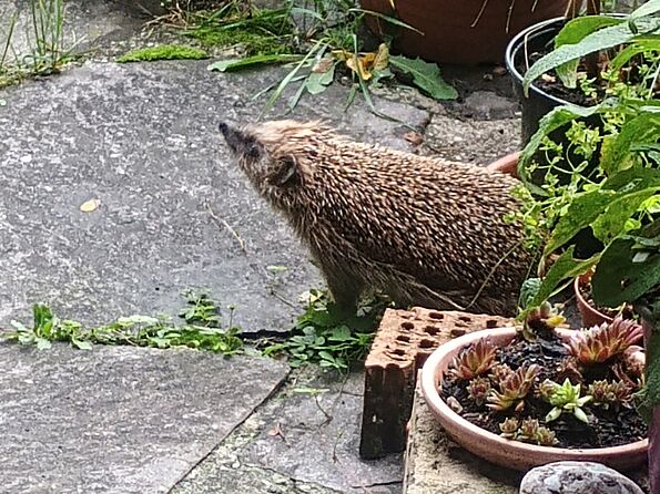 Igel auf der Suche nach Futter und Wasser. (Foto: Marianne Bollmann) Igel auf der Suche nach Futter und Wasser. (Foto: Marianne Bollmann)