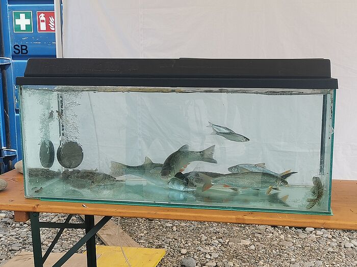 Gewässerökologe Gerald Zauner vom ezb Technischen Büro Zauner in Engelhartszell zeigte einige Inn-typische Fischarten. (Foto: Dorena Buchmeier)