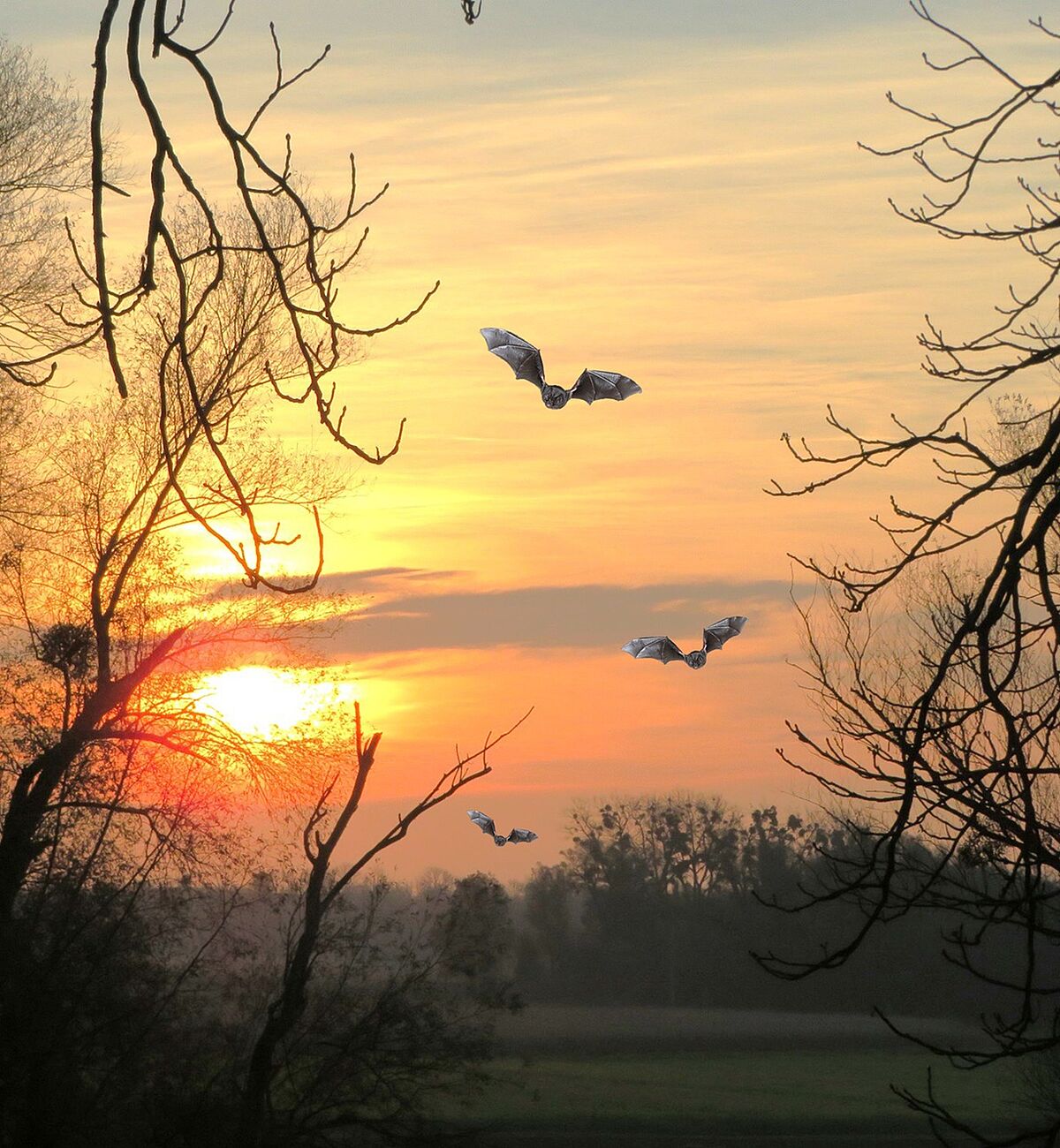 Foto: Fledermäuse – Wesen der Nacht. (Photoshopmontage: Marianne Bollmann) Foto: Fledermäuse – Wesen der Nacht. (Photoshopmontage: Marianne Bollmann)