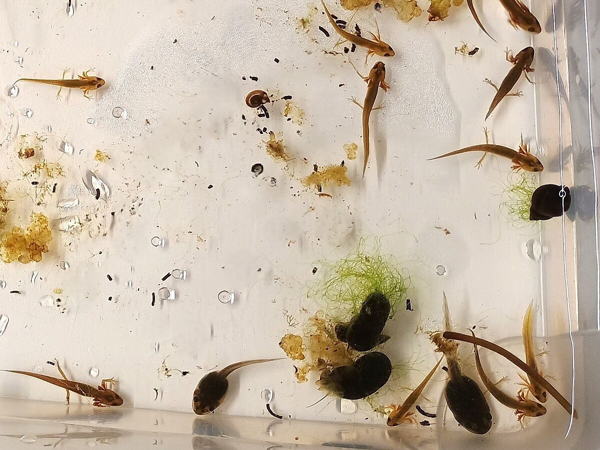 Leben im Teich: Wasserschnecken, Kaulquappen und Molchlarven. (Foto: Naturium am Inn) Leben im Teich: Wasserschnecken, Kaulquappen und Molchlarven. (Foto: Naturium am Inn)