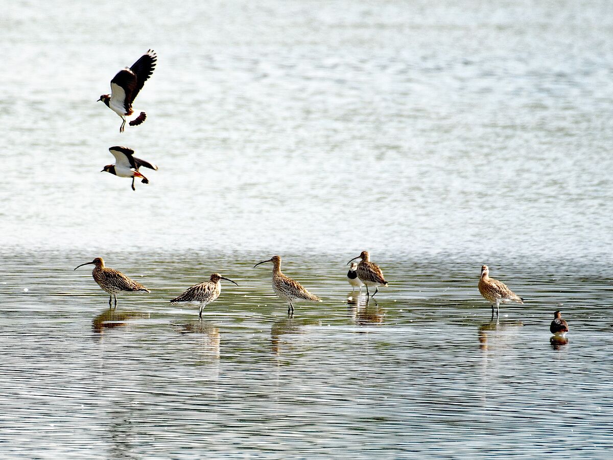 Brachvögel und Kiebitze auf dem Stausee. (Foto: Isolde Ulbig) Brachvögel und Kiebitze auf dem Stausee. (Foto: Isolde Ulbig)