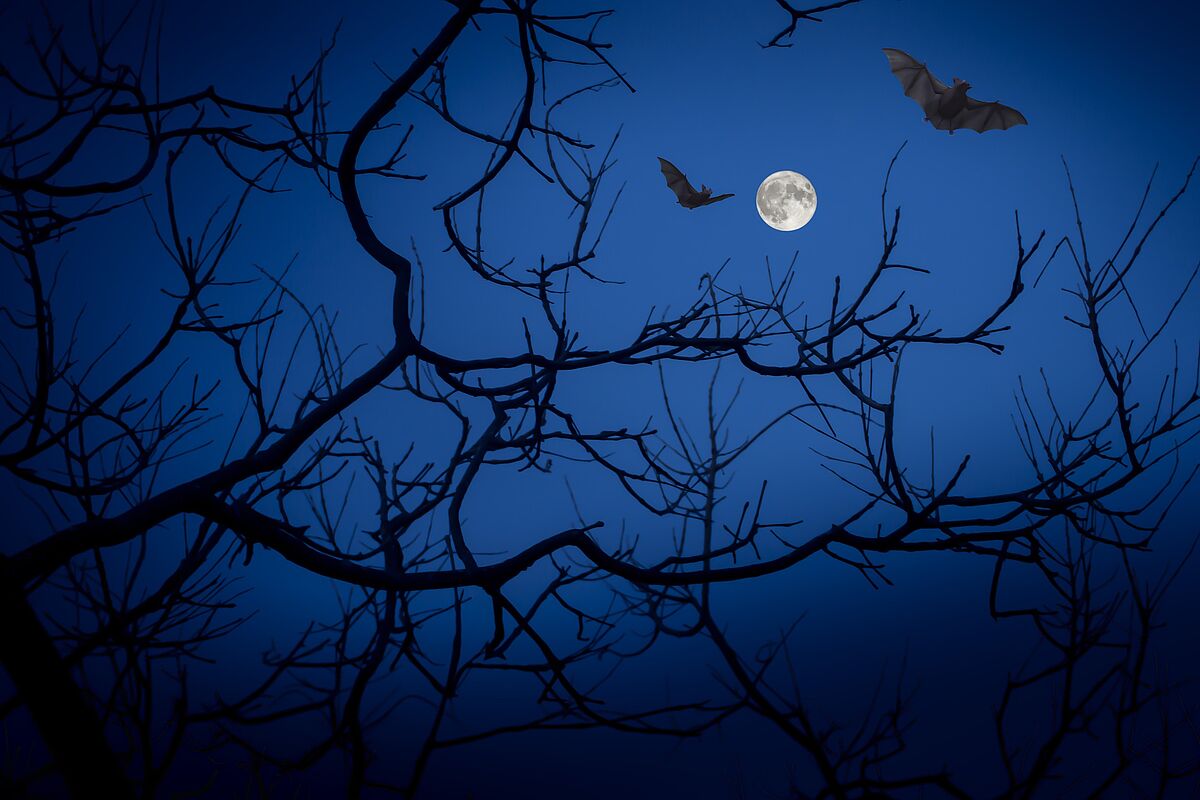Lautlose Jäger in der Nacht. (Foto: Pixabay free) Lautlose Jäger in der Nacht. (Foto: Pixabay free)