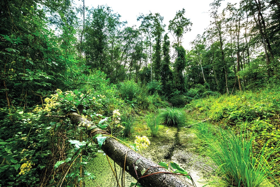 Tümpel im Auwald. (Foto: Ingo Zahlheimer) Tümpel im Auwald. (Foto: Ingo Zahlheimer)