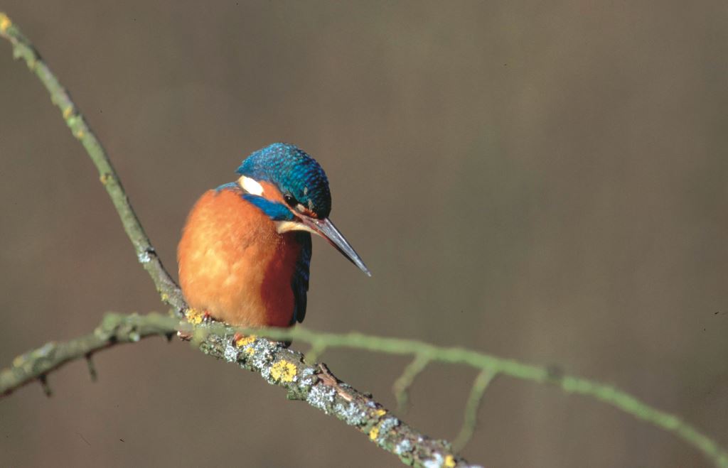 Der Eisvogel - einer der tierischen "Helden" des Auwaldes. (Foto: Rudi Tändler) Der Eisvogel - einer der tierischen "Helden" des Auwaldes. (Foto: Rudi Tändler)