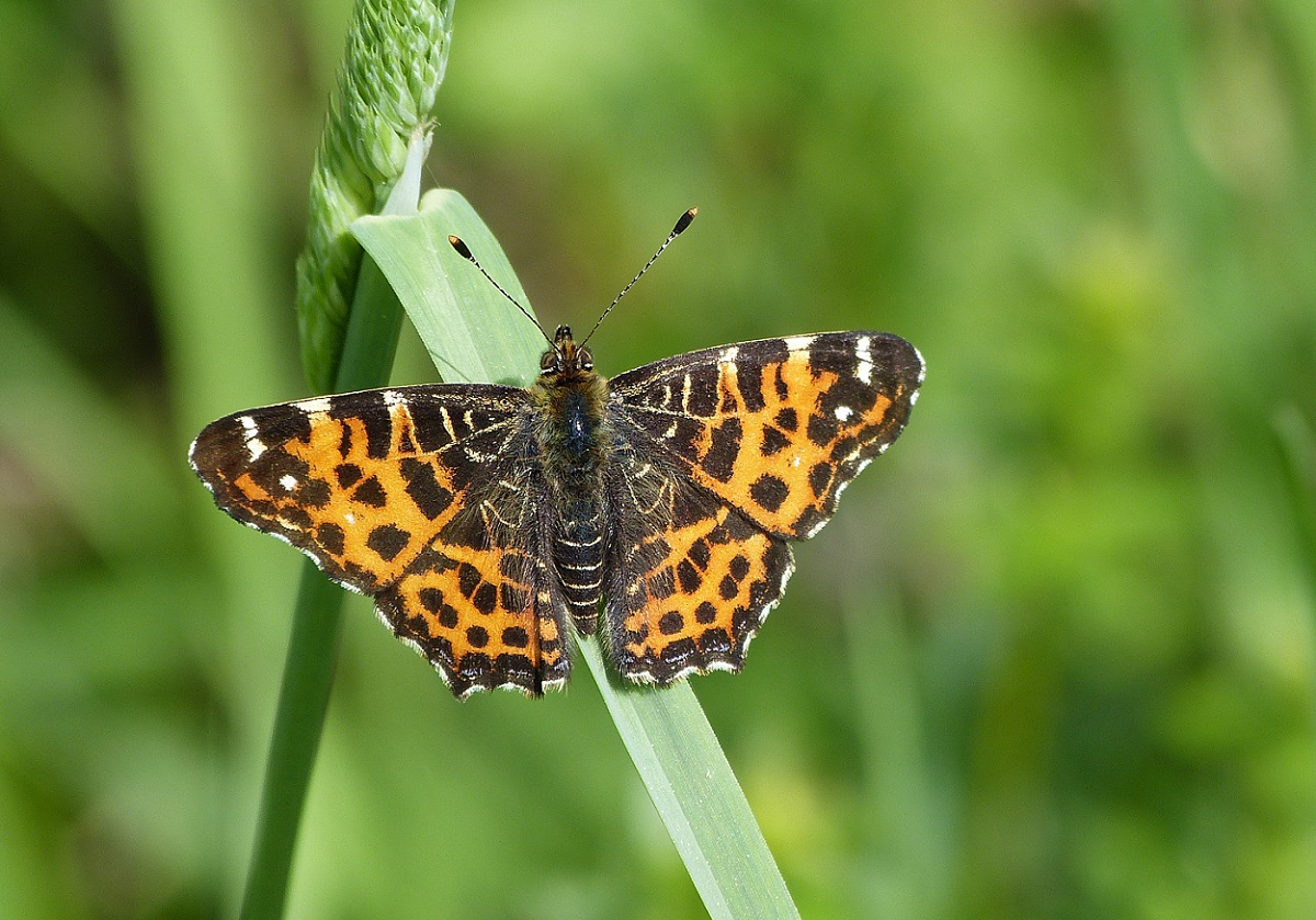Landkärtchen – Araschnia levana Frühjahrsform. (Foto: Walter Sage) Landkärtchen – Araschnia levana Frühjahrsform. (Foto: Walter Sage)